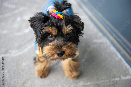 Wallpaper Mural funny Yorkshire terrier puppy is walking an outsider Torontodigital.ca