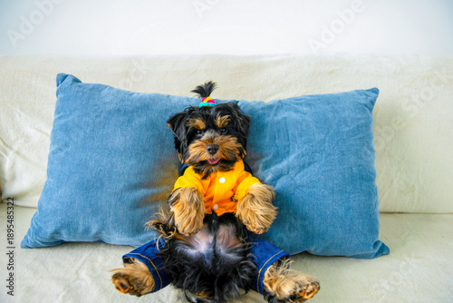 Wallpaper Mural funny Yorkshire Terrier puppy lies on a pillow on the sofa Torontodigital.ca