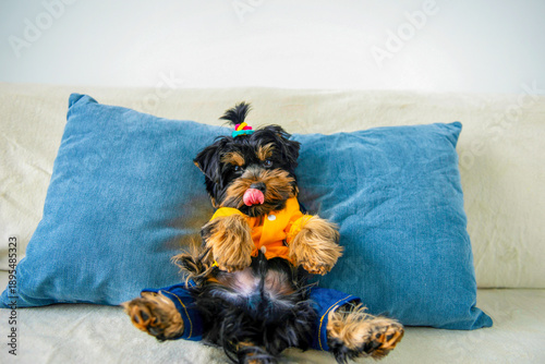 Wallpaper Mural funny Yorkshire Terrier puppy lies on a pillow on the sofa Torontodigital.ca