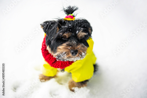 Wallpaper Mural funny Yorkshire terrier puppy sitting in the snow Torontodigital.ca