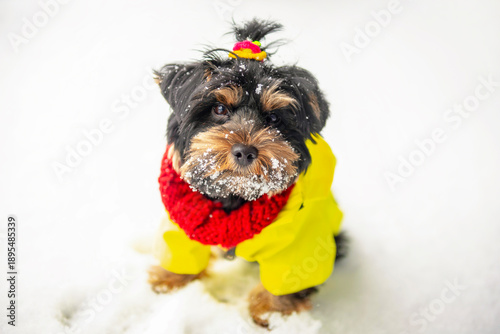 Wallpaper Mural funny Yorkshire terrier puppy sitting in the snow Torontodigital.ca