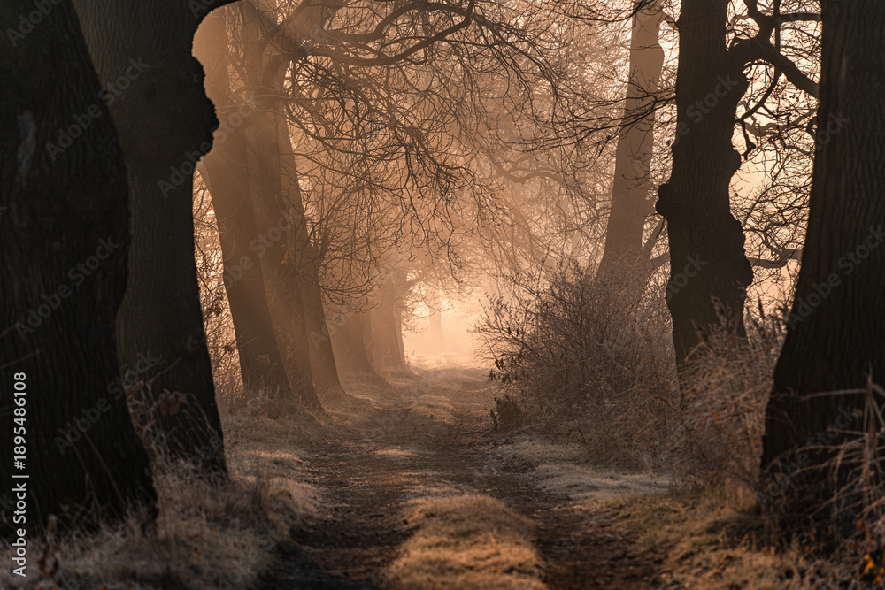 Fototapeta premium W stronę światła