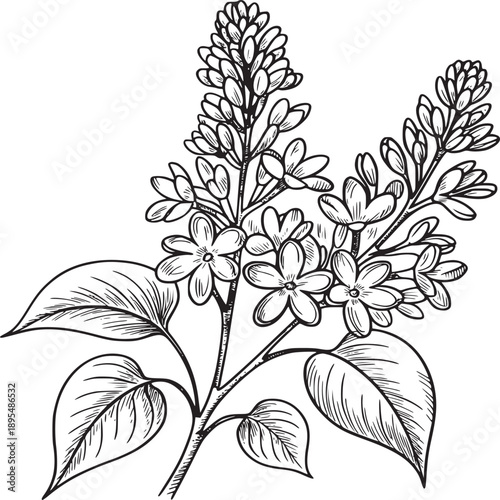 Detailed line art illustration of a lilac branch with blooming flowers and leaves on white background