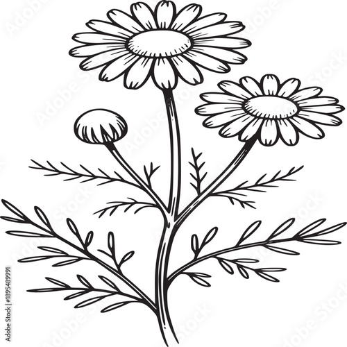 A simple black and white line drawing of a chamomile flower with leaves and a bud on a white background