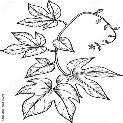 Detailed line art illustration of a climbing plant with lobed leaves and tendrils on white background