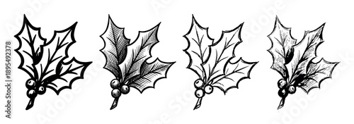 Four hand-drawn holly sprig illustrations with berries in a sketchy ink style, showing different variations of line art and hatching for a festive winter holiday design element