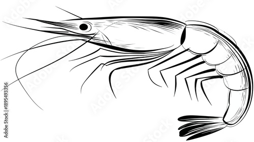 Hand-drawn monochrome sketch of a shrimp or prawn, marine crustacean seafood illustration, black and white aquatic animal artwork.