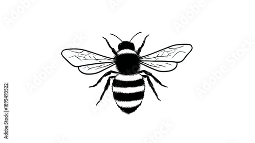Detailed black and white illustration of a striped bee, an insect pollinator, vector graphic with wings and antennae.
