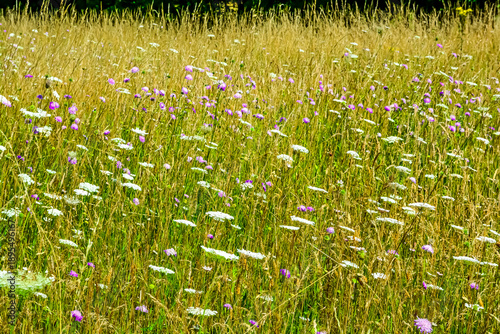Tableau sur toile Summer meadow flowers in the park.
