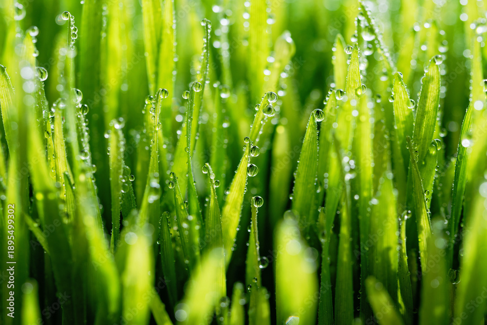 Obraz premium Wet spring green grass backround with dew lawn natural.