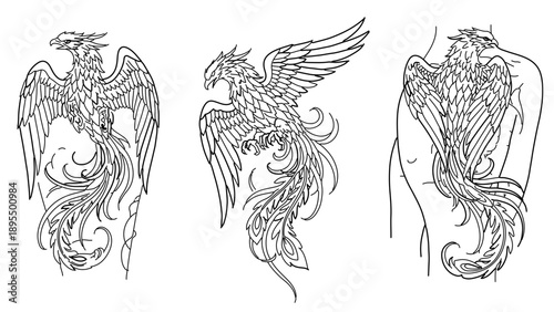 A set of three black and white line art illustrations of a phoenix tattoo design on a human back