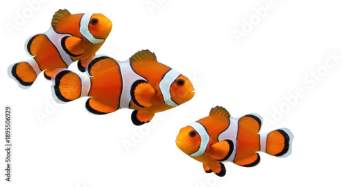 Three orange clownfish PNG isolated on transparent background, colorful tropical reef fish swimming in group, marine wildlife