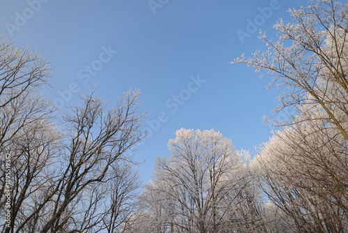 Horizontal image of frost-covered deciduous tree crowns against clear blue sky on sunny day, with copy space for text
