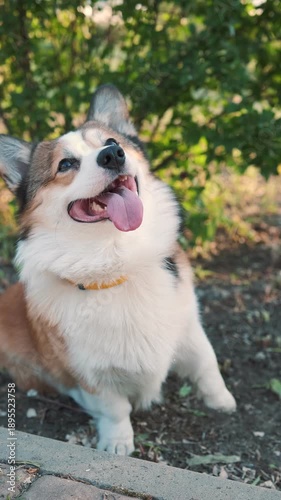 Happy corgi dog raising paw and looking up with open mouth outdoors in green park on sunny day. Playful trained pet behavior, positive emotion, natural light, shallow depth of field, lifestyle video
