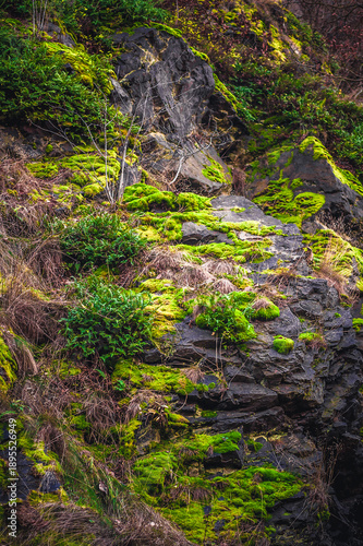 Rocky slope with green moss and small evergreen shrubs