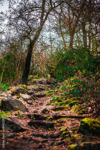 Hiking trail through a rocky forest with green shrubs and moss