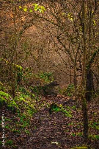 Deep mysterious forest with mossy rocks and bare autumn trees