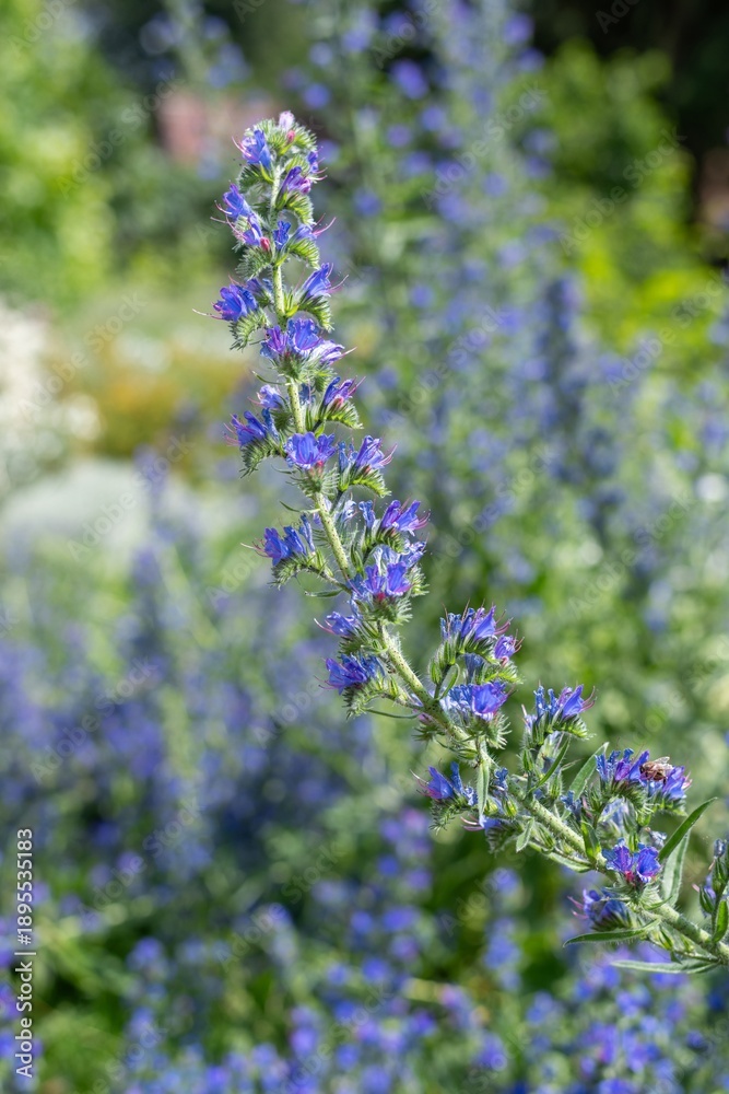 Obraz premium Close up of vipers bugloss (echium vugare) flowers in bloom