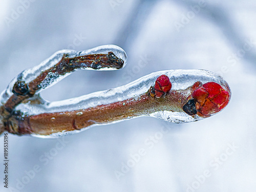 Tableau sur toile Macro shot of bright red buds trapped in a transparent ice shell during an anomalous winter ice storm