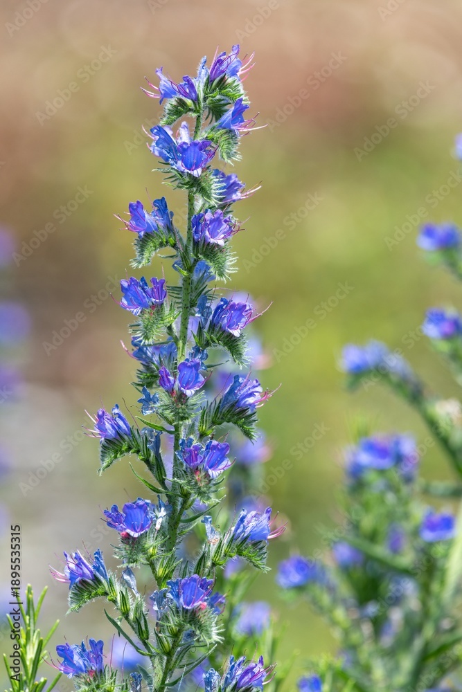 Obraz premium Close up of vipers bugloss (echium vugare) flowers in bloom