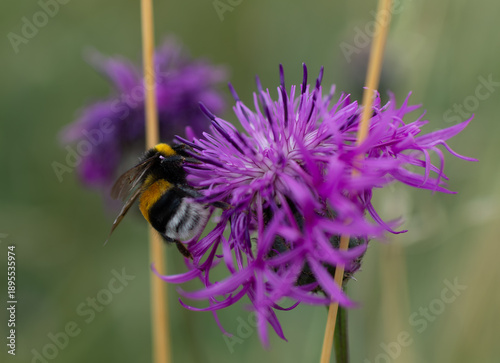 Canvastavla Close up of a bumblebee collecting nectar from a purple knapweed flower in a meadow
