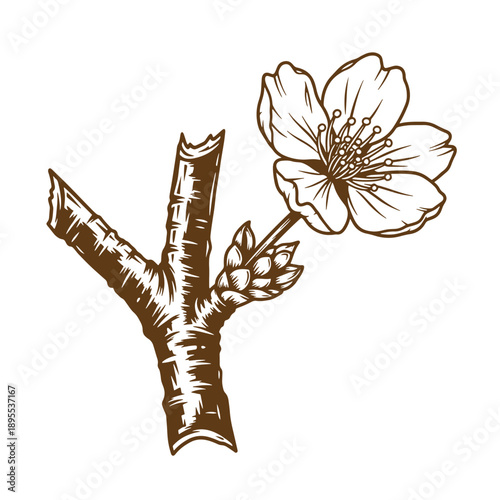 Vintage Grunge texture Drawing of a tree branch with a flower on it  illustration of a blossoming tree limb