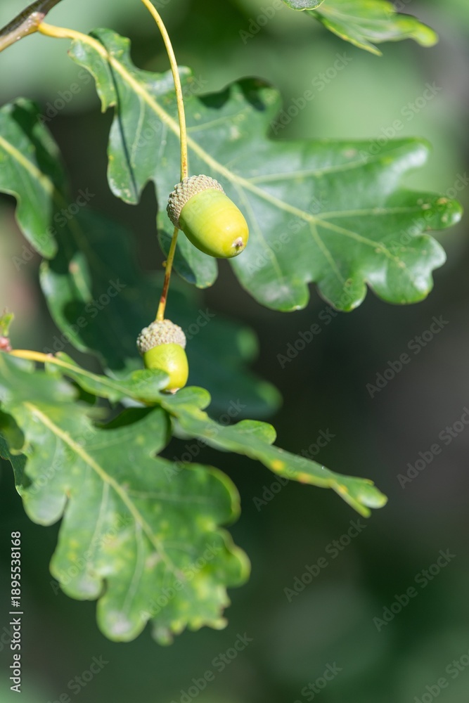 Fototapeta premium Close up of acorns on an English oak (quercus robur) tree