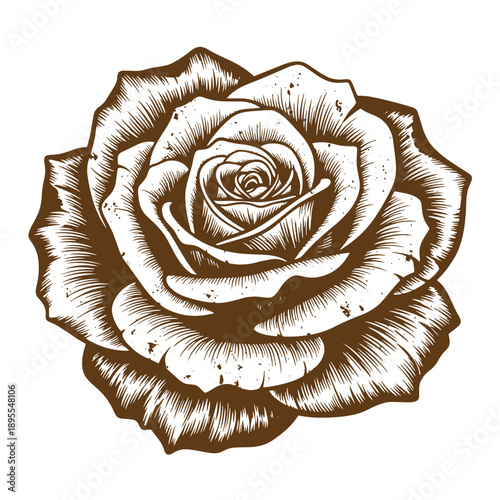 Vintage Grunge texture sepia drawing of a large rose flower with many petals and detailed lines  isolated on white background