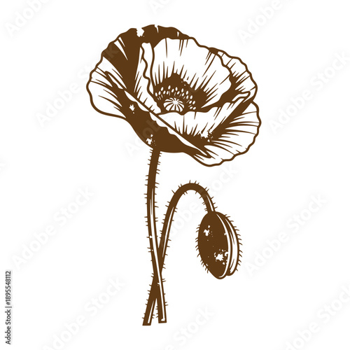 Vintage Grunge texture sepia poppy flower with seed pod on stem isolated on white background