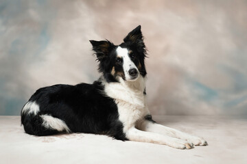 border collie dog
