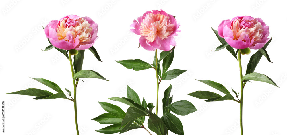 Obraz premium Pink peonies isolated on white, set. Spring flower