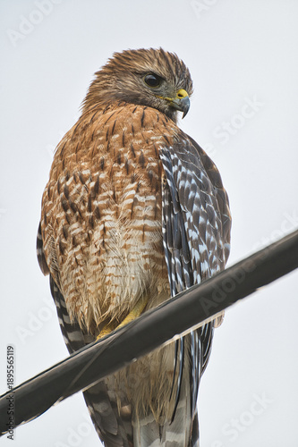 hawk on a wire