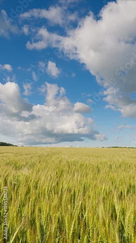 The Golden Field lay beautifully under a clear Blue Sky with fluffy Clouds, an idyllic scene