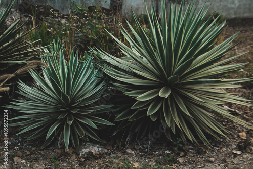 Spiky agave or yucca plants growing in dry soil, tropical garden foliage, desert style plant texture, natural outdoor background.