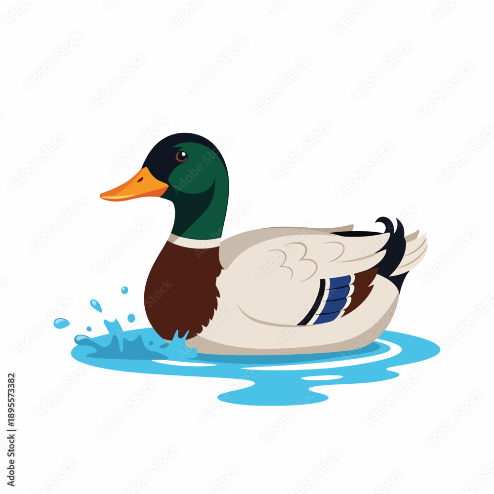 Obraz premium Male Mallard Duck Swimming