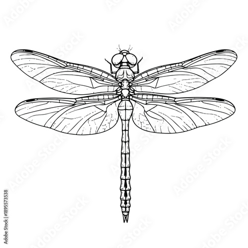 Detailed Line Drawing of a Dragonfly Anatomy in Dorsal View with Transparent Wings