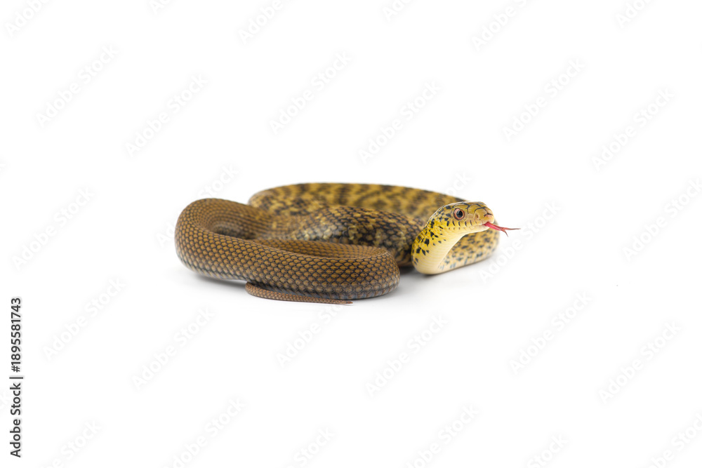 Obraz premium snake isolated on white background