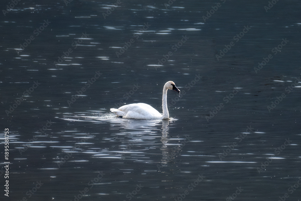 Fototapeta premium A lone swan gracefully glides across a calm, reflective body of water. The serene scene captures the beauty and elegance of the bird