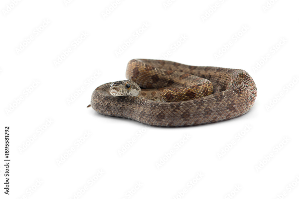 Obraz premium snake isolated on white background