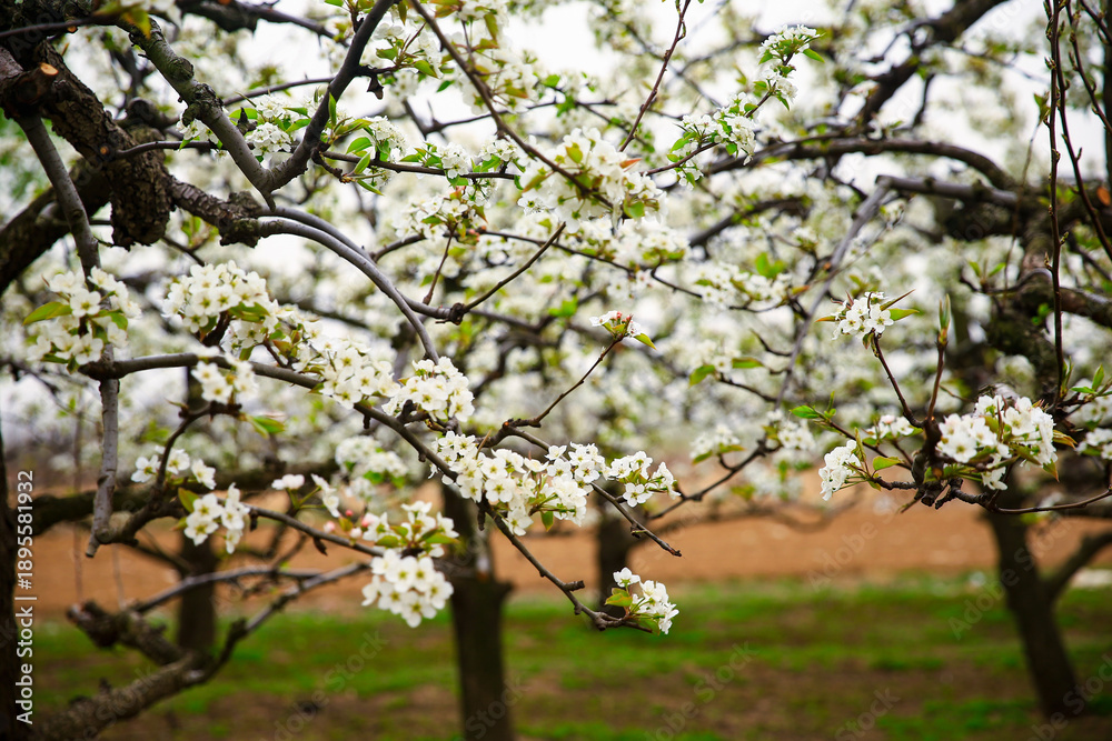 Fototapeta premium Blooming pear flower, very beautiful