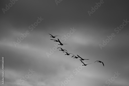 A beautifully composed black and white image capturing a flock of birds in the sky. The birds are silhouetted against a dramatic, cloudy backdrop.