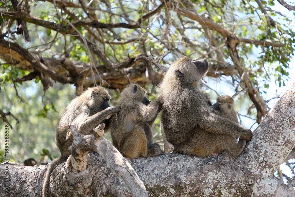 Obraz premium Monkey in Serengeti