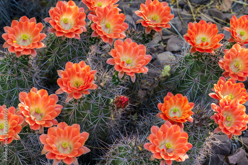 Photography Closeup, claret cup cactus blossoms (also called scarlet hedgehog cactus), blooming in Arizona's Sonoran Desert in springtime