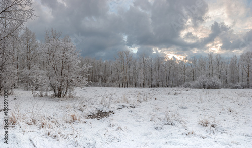 Winter weather beautiful landscape with trees covered with snow on a background of gray clouds.