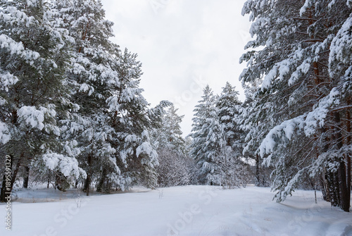 Magnificent snowy forest at Christmas with a path between the pines, peace and quiet.