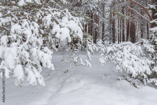 Magnificent snowy forest at Christmas with a path between the pines, peace and quiet.