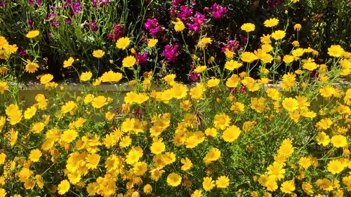 Experience the warmth of spring with this beautiful cinematic shot of a flourishing flower bed. The foreground is dominated by a dense cluster of bright yellow daisies, their petals fully open to soak
