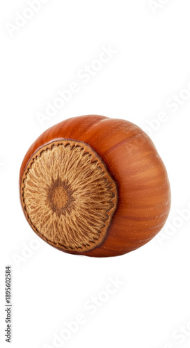 Single Hazelnut Macro Reali...