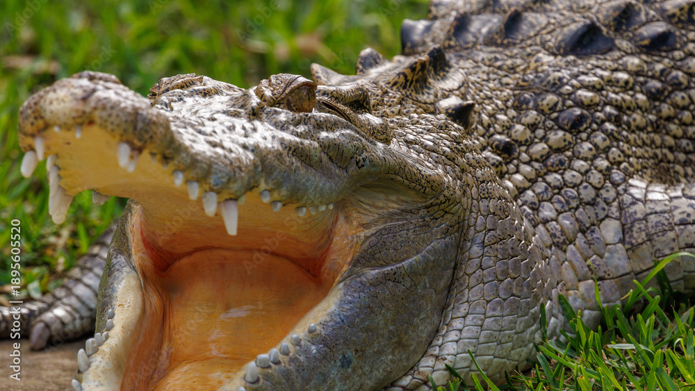 Fototapeta premium Closeup of a crocodile with opened mouth.