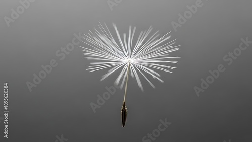 Delicate White Dandelion Seed Floating in Air - Concept of Freedom, Hope, and Fragility - High Quality Minimalist Macro Photography